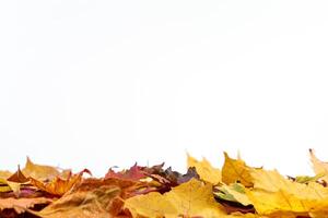 Autumn fallen leaves on a white background. Yellow colorful foliage. photo