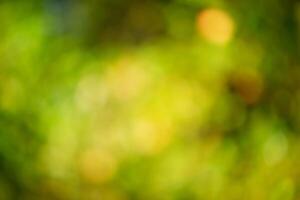 Defocus light natural background. The blurred leaves of the trees are green and yellow. Bokeh photo