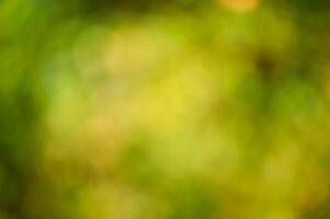 Natural green with yellow blurred background. Defocus light photo
