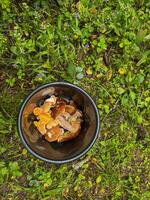 basket of mushrooms from above, porcini mushrooms, chanterelles, orange-cap boletus photo