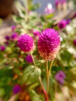 Gomphrena globosa, commonly known as globe amaranth, is an edible plant from the family Amaranthaceae. photo