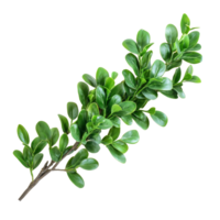 A vibrant green boxwood branch rests against a transparent background, highlighting its lush leaves and natural textures, green boxwood branch on transparent background png
