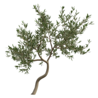 An elegantly twisted branch of an olive tree displays rich green leaves against a stark transparent background, branch of olive tree on transparent background png