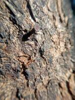 Photo of a red ant with a textured old tree background