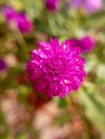Gomphrena globosa, commonly known as globe amaranth, is an edible plant from the family Amaranthaceae. photo