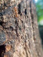 Photo of a red ant with a textured old tree background