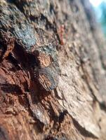 Photo of a red ant with a textured old tree background