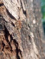 Photo of a red ant with a textured old tree background