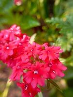 photo of the magenta flower named Superbena Raspberry Verbena