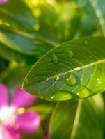 Photo of dew drops on a leaf