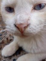 Photo of a domestic white cat with blue eyes