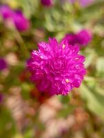 Gomphrena globosa, commonly known as globe amaranth, is an edible plant from the family Amaranthaceae. photo