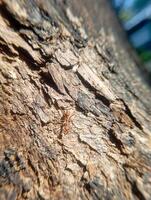 Photo of a red ant with a textured old tree background