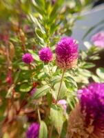 Gomphrena globosa, commonly known as globe amaranth, is an edible plant from the family Amaranthaceae. photo