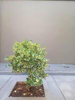 Photo of a Ficus triangularis plant