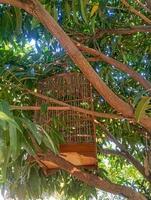 photo of an empty birdcage hanging from a tree