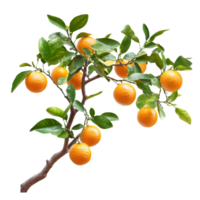 A vibrant branch of an orange tree bearing multiple ripe oranges surrounded by lush green leaves on a backdrop, branch of orange tree with fruits on transparent background png