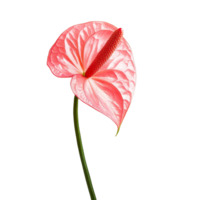 A vibrant anthurium flamingo flower with glossy pink petals and a long green stem against a backdrop, anthurium flamingo flower isolated on png