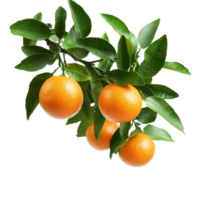 A branch with ripe oranges and green leaves contrasts beautifully against a transparent background, showcasing freshness, branch of orange tree with fruits on transparent background png