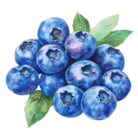 This artwork showcases a cluster of fresh blueberries surrounded by leafy green accents in watercolor, blueberries in drawing on transparent background png