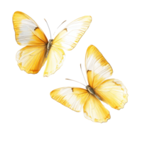 twee lief en geel vlinders rust uit Aan een transparant achtergrond, weergeven hun delicaat Vleugels in de licht, mooi geel vlinders Aan transparant achtergrond png