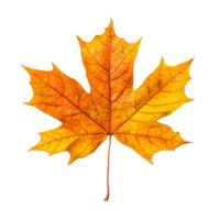 A bright yellow maple leaf shows its detail against a transparent background, capturing autumn's essence, autumn maple leaf on transparent background png