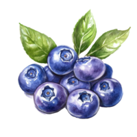 Hand-painted blueberries on green leaves, showcasing their vibrant color and freshness in watercolor style, blueberries in drawing on transparent background png