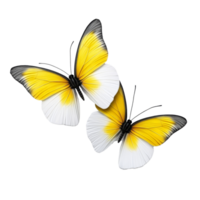 Two stunning and yellow butterflies display their intricate patterns against a clean backdrop, beautiful yellow butterflys on transparent background png