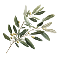 An olive branch with green olives and vibrant leaves stands out against a pure transparent background, branch of olive tree on transparent background png