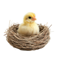 A fluffy baby chicken rests in a nest, surrounded by natural twigs, under soft lighting against a transparent background, baby chicken in nest on transparent background png