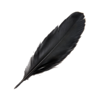 The black feather is isolated against a transparent background, showcasing its elegant shape and intricate fiber patterns, black feather on transparent background png