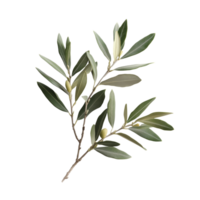 A vibrant olive branch with green leaves stands out against a clean transparent background, showcasing its freshness, branch of a olive tree with leaves on transparent background png