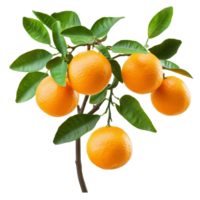 A branch of an orange tree laden with ripe oranges and lush green leaves thriving in a sunny environment, branch of orange tree with fruits on transparent background png