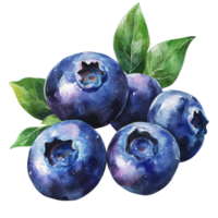 A vibrant watercolor depiction of blueberries and green leaves against a clean backdrop, blueberries in drawing on transparent background png