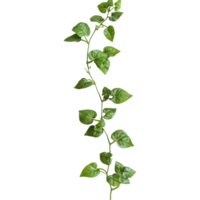 A trailing vine plant displays its glossy green leaves against a stark backdrop, highlighting its natural beauty, Close up of trailingvining plant on transparent background png