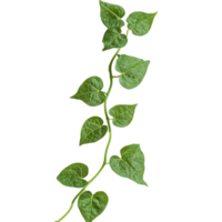 A close-up of a vining plant with vibrant green, heart-shaped leaves highlights its lush texture, Close up of trailingvining plant on transparent background png