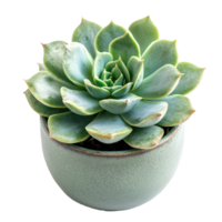 A lush succulent plant sits in an elegant vase, adding a touch of greenery against the pristine backdrop, Close up of succulent plant in vase on transparent background png