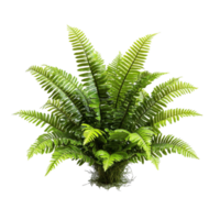 A close-up of a lush fern with feathery leaves and vibrant green color on a transparent background, Close up of aloe vera plant on transparent background png