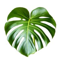 A close-up highlights the vibrant green and intricate cutouts of a Monstera deliciosa leaf against a light backdrop, Close up of Monstera deliciosa leafon transparent background png