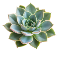 A vibrant succulent in a minimalist vase highlights its unique textures against a transparent background, Close up of succulent plant in vase on transparent background png