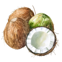 A detailed watercolor drawing features whole and halved coconuts against a backdrop, highlighting their textures, coconuts in drawing on transparent background png