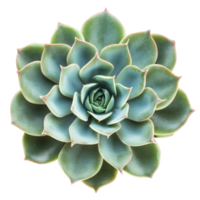 A lush succulent plant features intricate layers of green leaves against a clean backdrop, Close up of succulent plant on transparent background png
