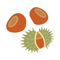 Autumn chestnuts in green spiky shells, perfect for fall-themed designs, harvest festival promotions, or healthy snack packaging vector