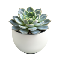 A vibrant succulent plant with green and gray leaves is displayed in a minimalist vase, highlighting its unique details, Close up of succulent plant in vase on transparent background png