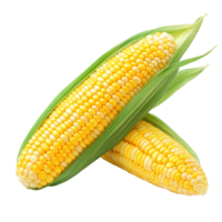 dois orelhas do brilhante amarelo milho em a espiga exibido contra uma puro transparente fundo, enfatizando seus natural beleza, milho em a espiga em transparente fundo png