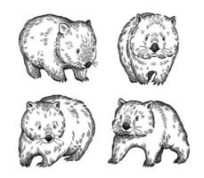 Set of wompat line art style vector