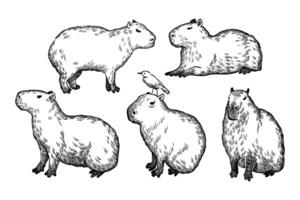 set of capybara illustration sketch line art vector