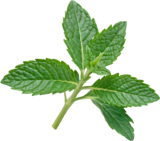 A green leaf with leaves on it png