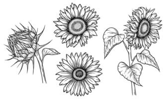 A set of sunflower illustrations in line art style. Graphic monochrome drawing. Hand drawn floral outline sketch, engraved illustration. Design element for coloring book, tattoo, logo, icon, label. vector