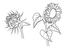 Sunflowers illustrations set in line art style. Graphic monochrome drawing. Hand drawn floral outline sketch, engraved illustration. Design element for coloring book, tattoo, logo, icon, label. vector